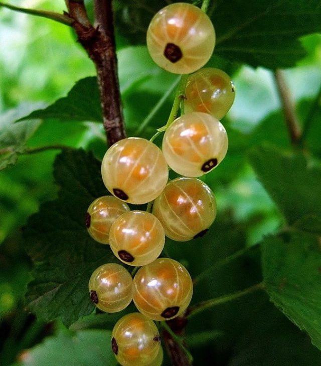 Смородина черная, красная, розовая, белая: лучшие сорта для Подмосковья с описанием и отзывами