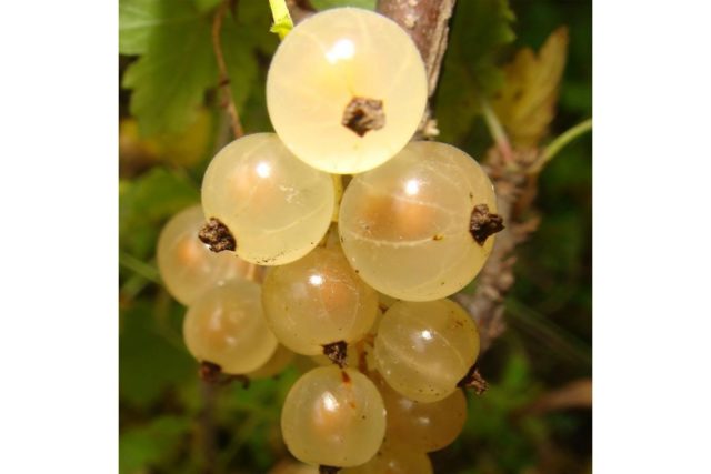 Смородина черная, красная, розовая, белая: лучшие сорта для Подмосковья с описанием и отзывами