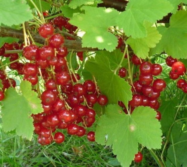 Смородина черная, красная, розовая, белая: лучшие сорта для Подмосковья с описанием и отзывами