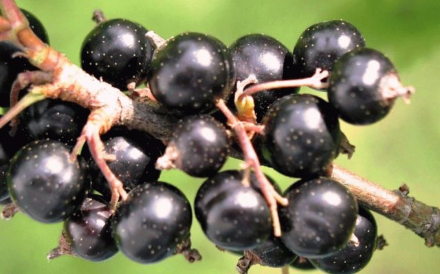 Смородина черная, красная, розовая, белая: лучшие сорта для Подмосковья с описанием и отзывами