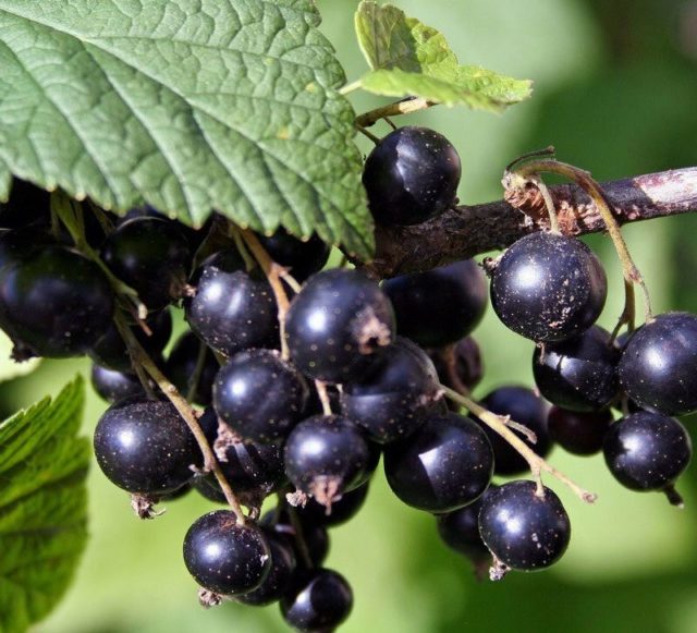 Смородина черная, красная, розовая, белая: лучшие сорта для Подмосковья с описанием и отзывами