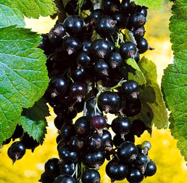 Смородина черная, красная, розовая, белая: лучшие сорта для Подмосковья с описанием и отзывами