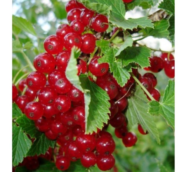 Смородина черная, красная, розовая, белая: лучшие сорта для Подмосковья с описанием и отзывами