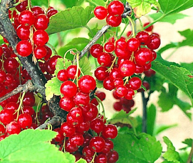 Смородина черная, красная, розовая, белая: лучшие сорта для Подмосковья с описанием и отзывами