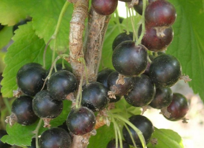 Смородина черная Валовая