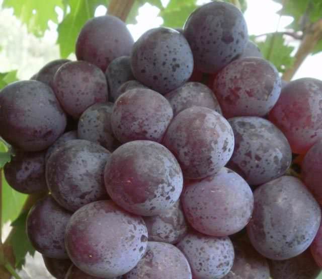 Сорт «Зефир» – растение от скрещивания лозы «Талисман» и винограда сорта «Придорожный»