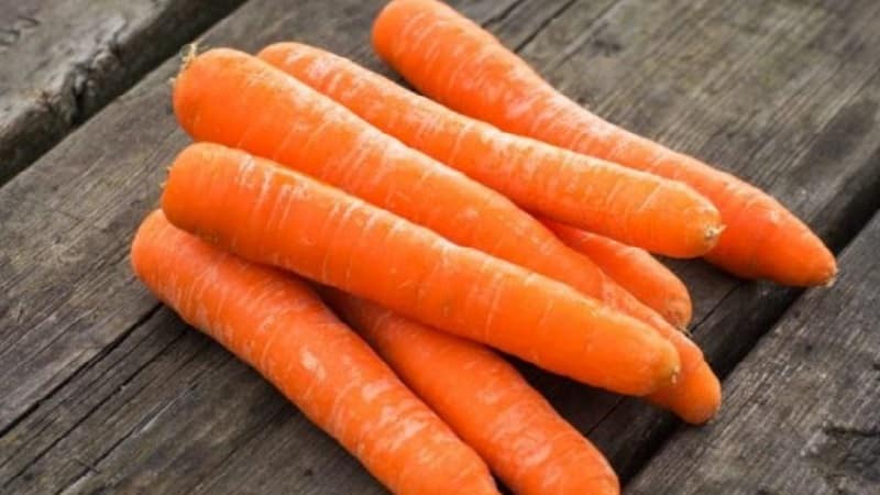 Среднеспелый сорт моркови Лосиноостровская