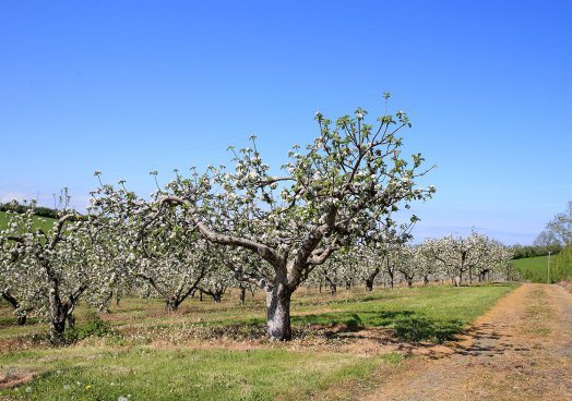 Старый интенсивный сад