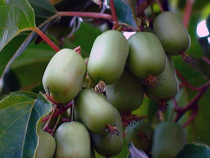 таежный изумруд