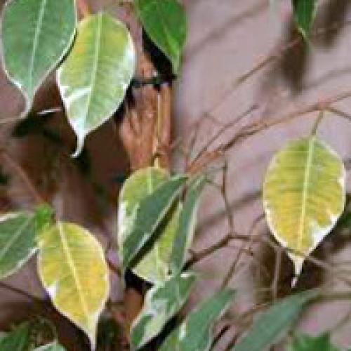 У фикуса опали все листья можно ли его спасти? Почему фикусы сбрасывают листья