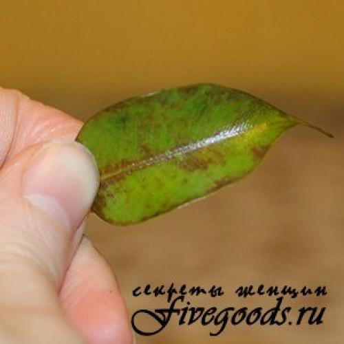 У фикуса опали все листья можно ли его спасти? Почему фикусы сбрасывают листья 03