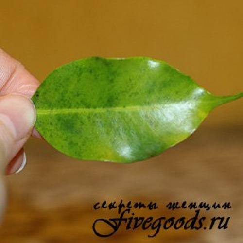 У фикуса опали все листья можно ли его спасти? Почему фикусы сбрасывают листья 04