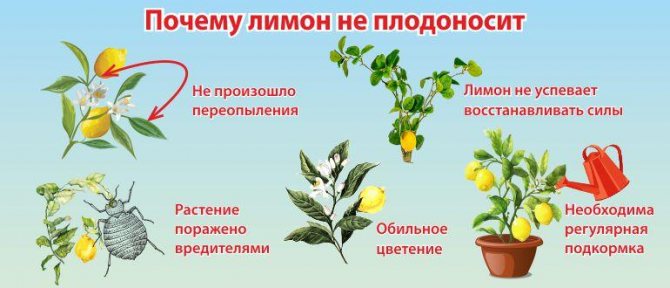 у лимона опадают листья что делать