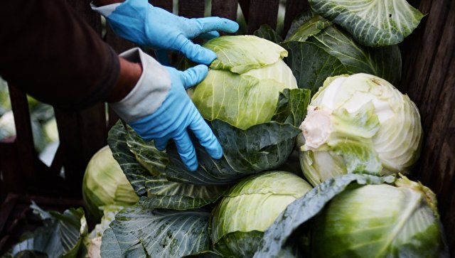 Уборка и хранение капусты