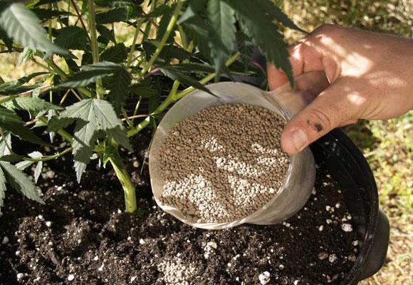 Удобрение для почвы аммофоска