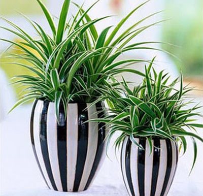 Уход в домашних условиях