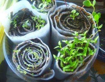 улитки в банке