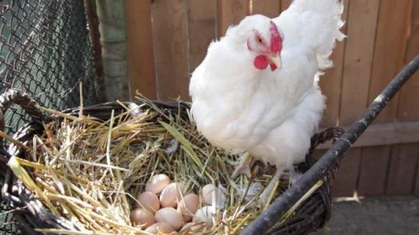 Уменьшение количества снесенных яиц на 40-50% — повод для принудительной линьки