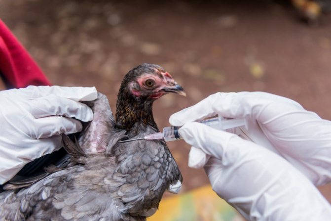 Вакцинация куры