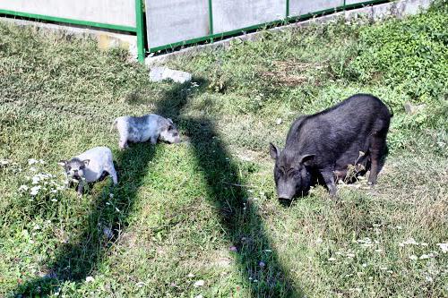 вьетнамская вислобрюхая свинья