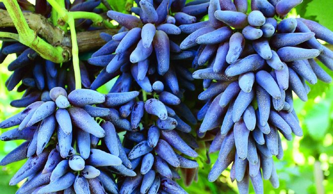 Виноград «Ведьмины пальцы»