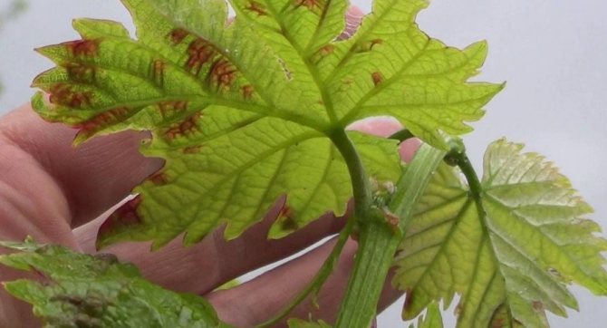 Виноградный зудень