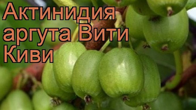 Вити Киви