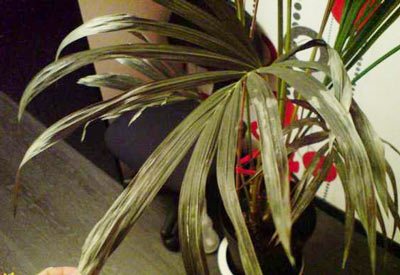 Возможные проблемы при выращивании