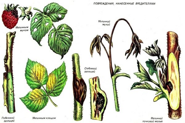 вредители малины