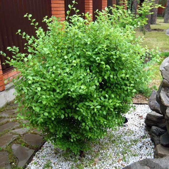 вяз андросова