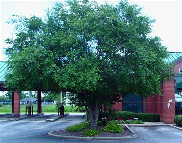 вяз гладкий