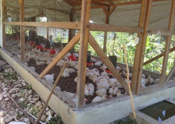 Выгул кур под навесом