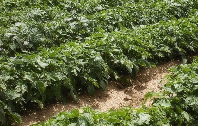 Выращивание картофеля на приусадебном участке