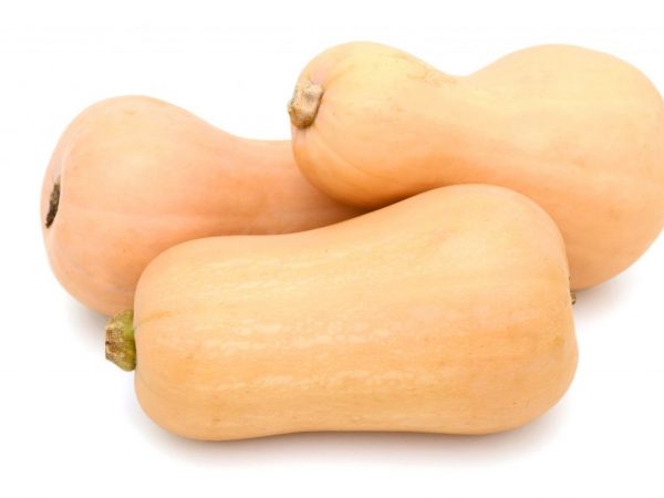 Выращивание тыквы Матильда F1