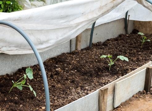 выращивание в теплице