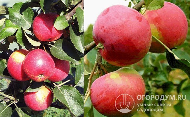 Яблони «Заветное» (на фото слева) и «Сувенир Алтая» (справа) – потомки «второго поколения», созданные на основе дочерних форм в НИИ садоводства Сибири им. М. А. Лисавенко