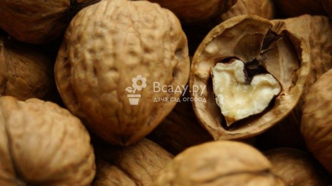 Ядро и перепонки грецкого ореха