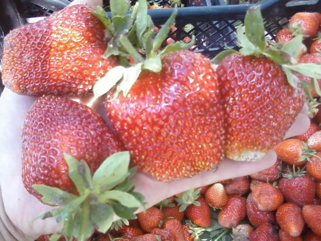 Ягоды садовой земляники Маршал крупным планом