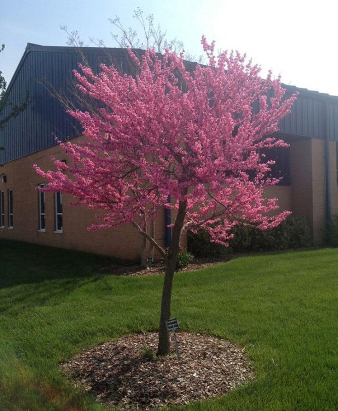 яркое украшение сада