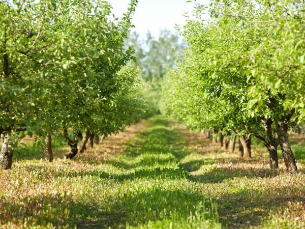 Землю под деревьями нужно регулярно рыхлить