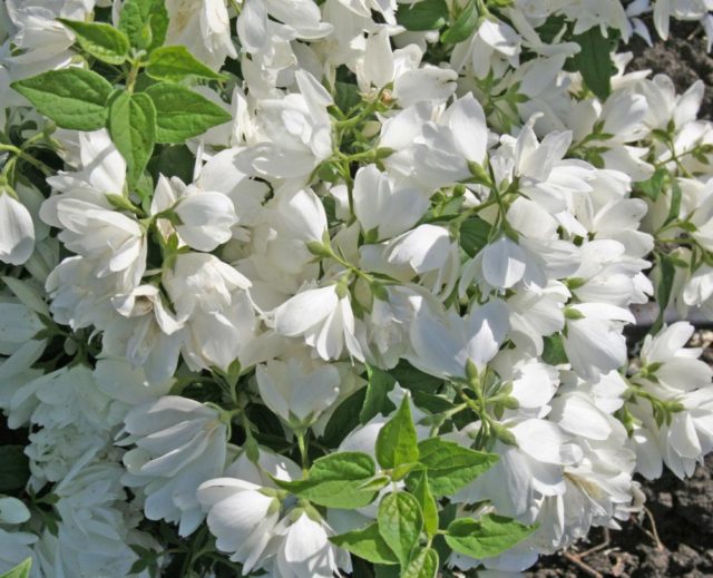 Жасмин садовый (чубушник) Mont Blanc (Монблан): посадка и уход, фото