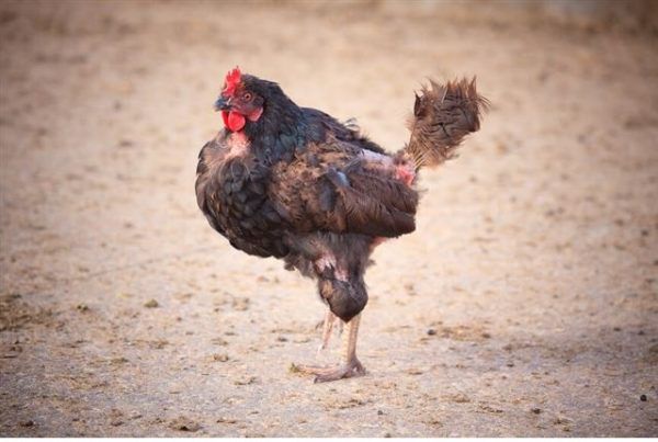 Зоотехнический способ наиболее распространен