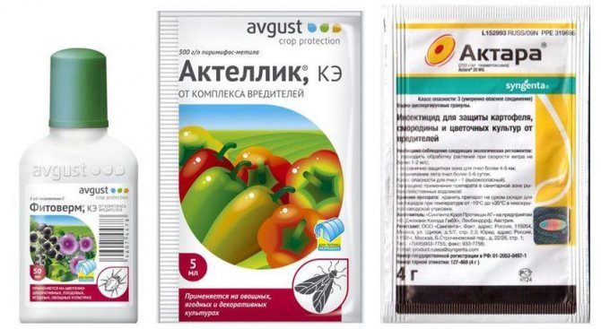 Борьба с щитовкой на цитрусе