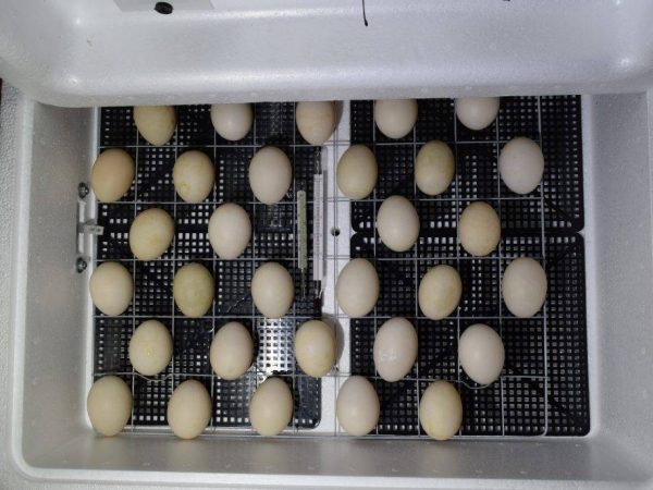 Инкубация индоуток в домашних условиях
