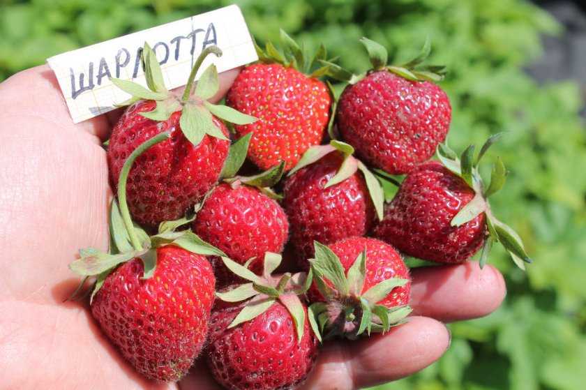 клубника шарлотта