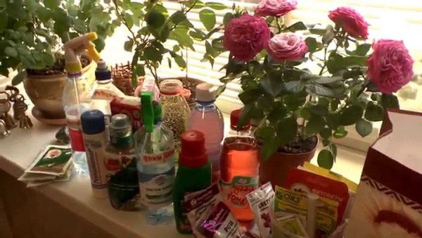 Комнатным розам крайне необходимо большое количество разных удобрений