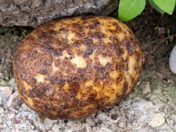 Определение и лечение рака картофеля