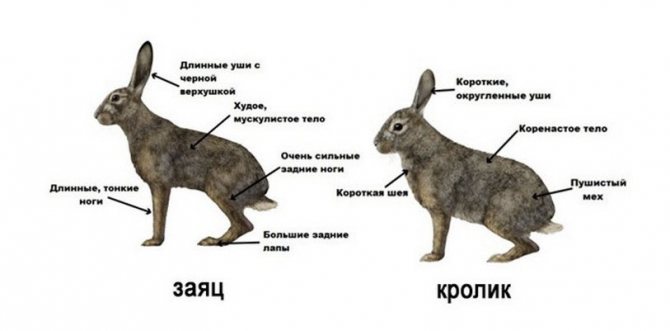 Отличия зайца от кролика
