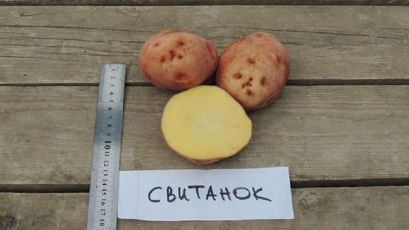 'Популярный сорт картофеля с отменным вкусом и хорошей лежкостью
