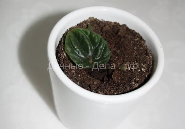 Посадка и уход за пеперомией сморщенной (Peperomia Caperata)